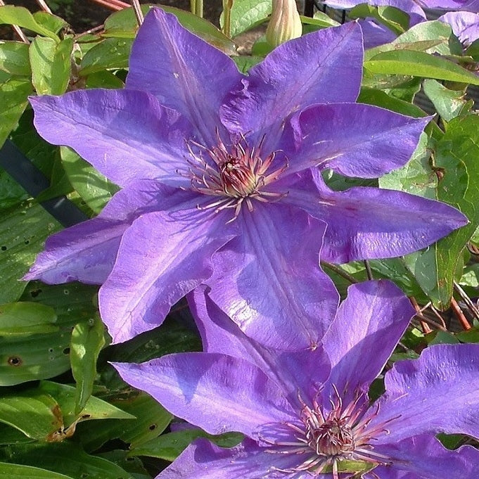 Clematis lila