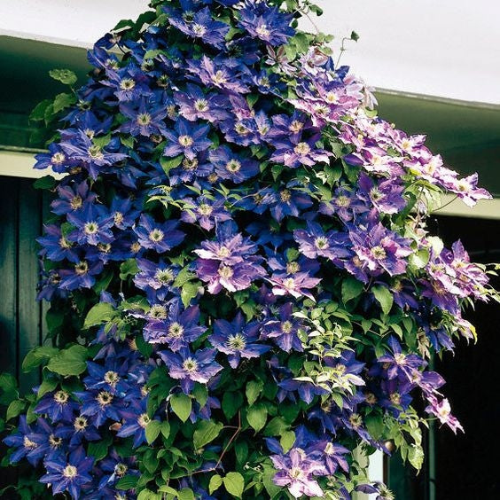 Clematis lila