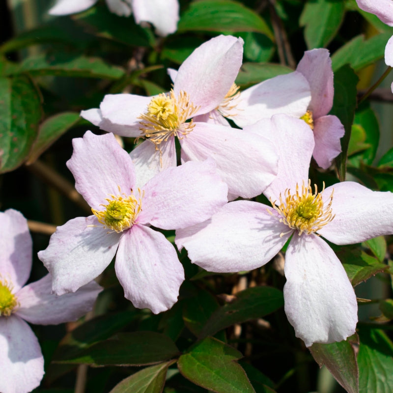 Clematis rosa