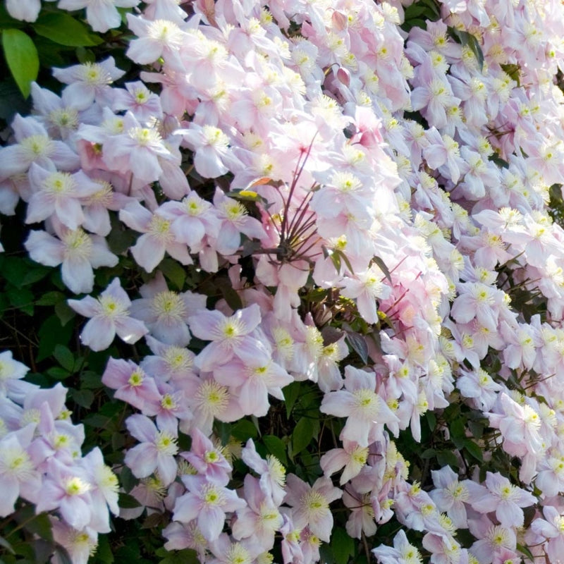 Clematis rosa