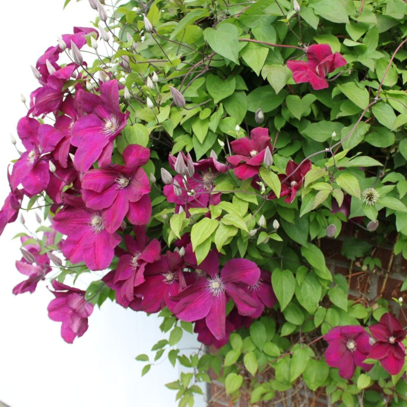 Clematis rot