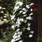 Clematis weiß