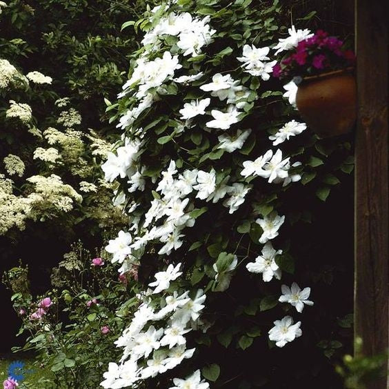 Clematis weiß