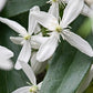 Clematis weiß immergrün