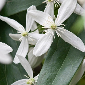 Clematis weiß immergrün