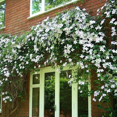 Clematis weiß immergrün