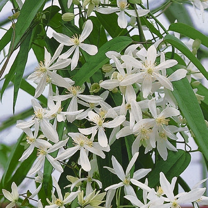 Clematis weiß immergrün
