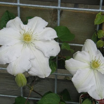 Clematis weiß