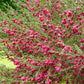 Besenginster rot