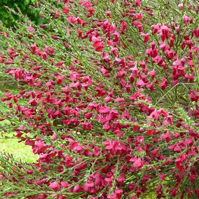 Besenginster rot