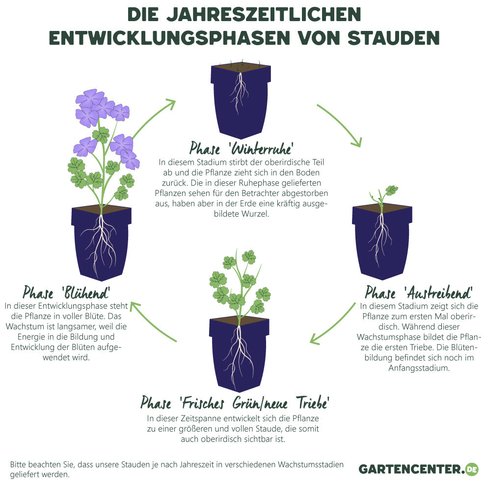 Garten-Storchschnabel weiß
