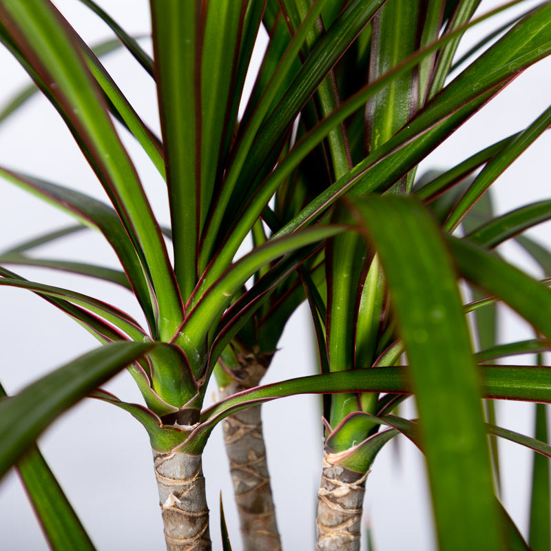 Drachenbaum 'Marginata'