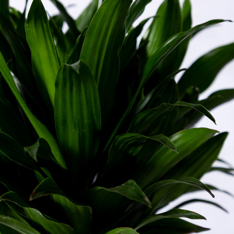 Drachenbaum 'Compacta'