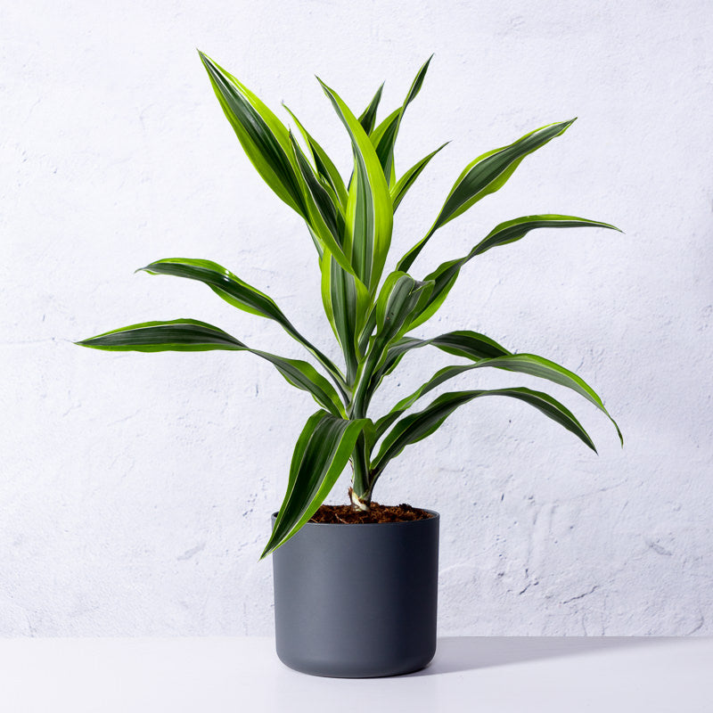 Drachenbaum 'Lemon Lime'