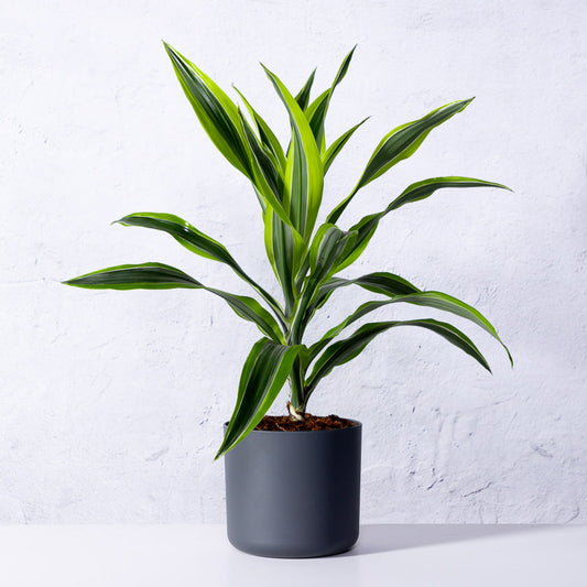 Drachenbaum 'Lemon Lime'