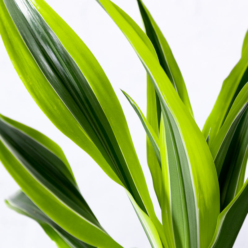 Drachenbaum 'Lemon Lime'