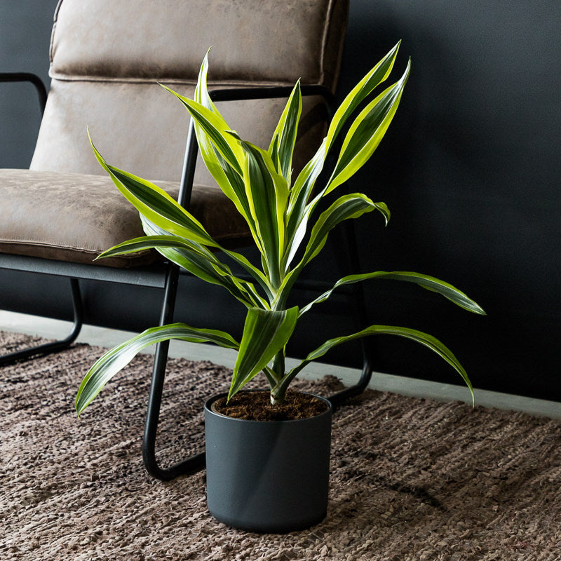 Drachenbaum 'Lemon Lime'