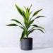 Drachenbaum 'Lemon Lime'