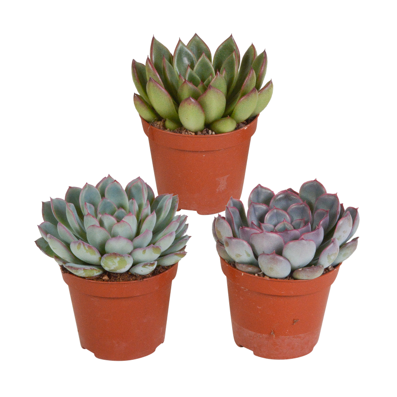 Echeveria Mix 3 Stück im Topf 8,5 cm Ø