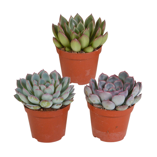 Echeveria Mix 3 Stück im Topf 8,5 cm Ø