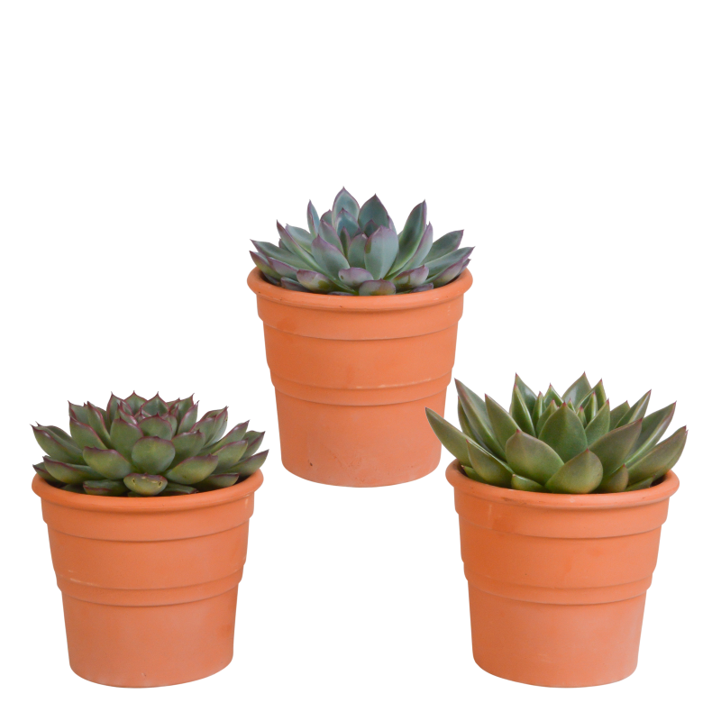 Echeveria Mix 3 Stück im Terracotta-Topf 10,5 cm Ø