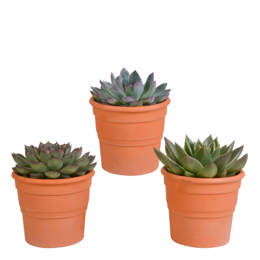 Echeveria Mix 3 Stück im Terracotta-Topf 10,5 cm Ø