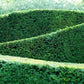 Eibenhecke