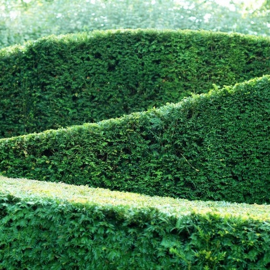 Eibenhecke