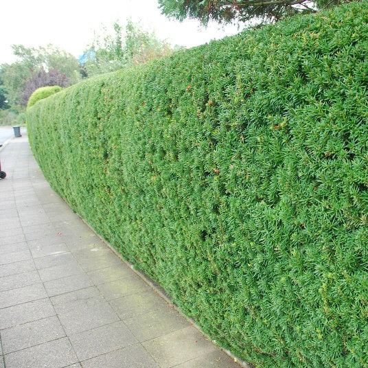 Eibenhecke