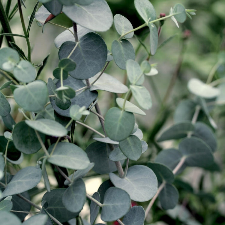 Eukalyptus