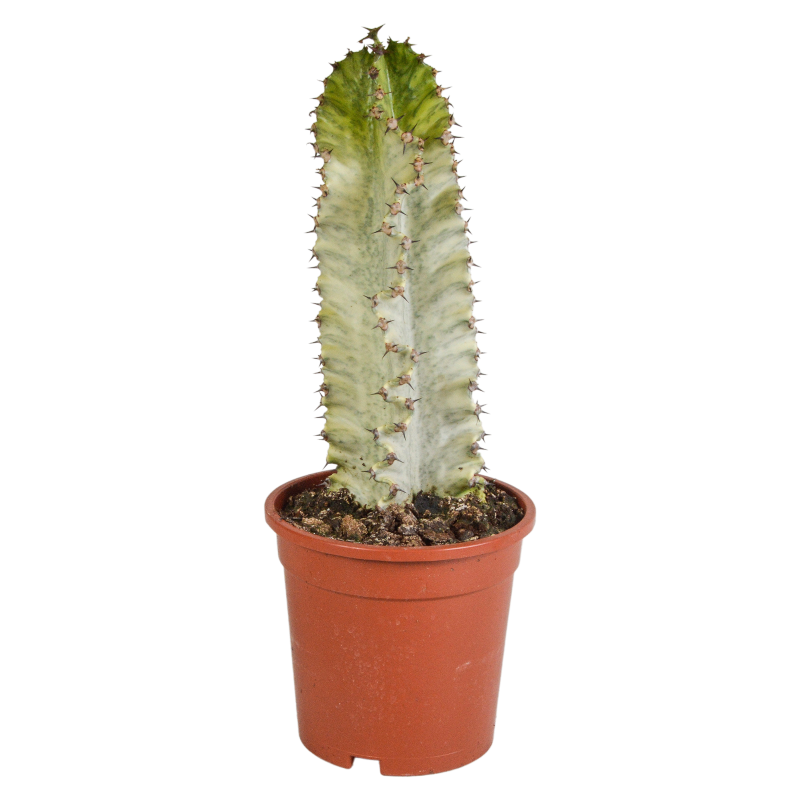 Euphorbia marmorata im Topf 17 cm Ø