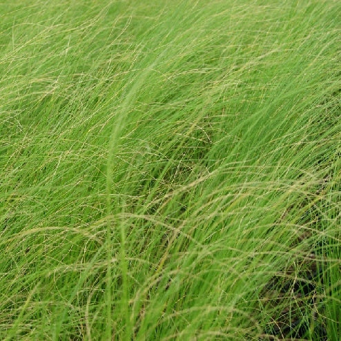 Federgras