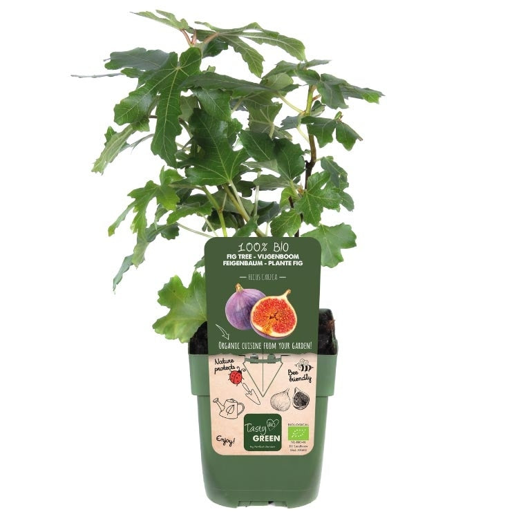 Feigenbaum