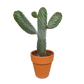 Feigenkaktus im Terracotta-Topf 17 cm Ø