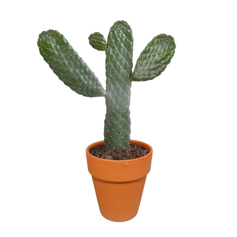 Feigenkaktus im Terracotta-Topf 17 cm Ø