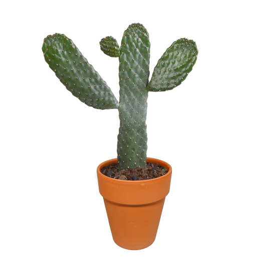 Feigenkaktus im Terracotta-Topf 17 cm Ø