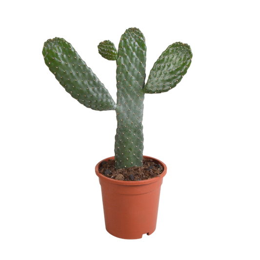 Feigenkaktus im Topf 17 cm Ø