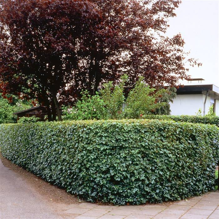 Ahornhecke