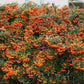 Feuerdorn orange