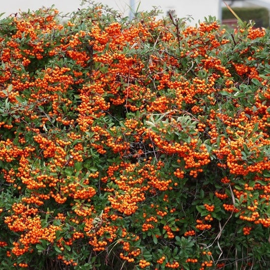 Feuerdorn orange