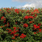 Feuerdorn rot