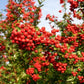 Feuerdorn rot