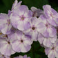 Flammenblume violett-blau