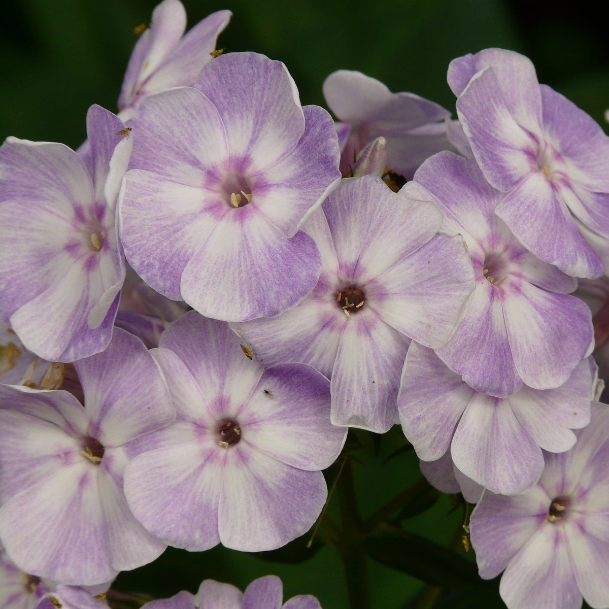 Flammenblume violett-blau