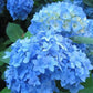 Bauernhortensie blau