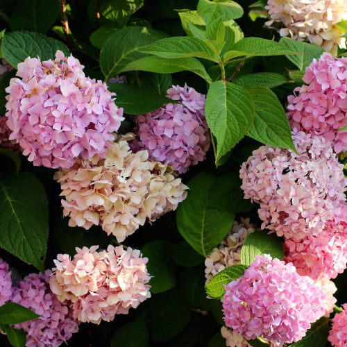 Bauernhortensie rosa
