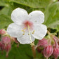 Garten-Storchschnabel weiß