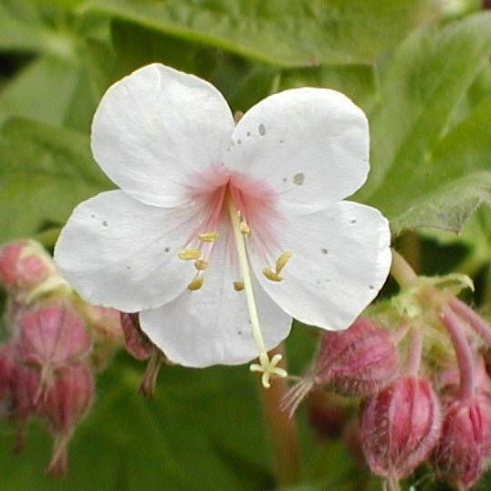 Garten-Storchschnabel weiß