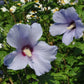 Garteneibisch blau
