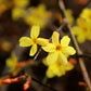 Gelber Winterjasmin